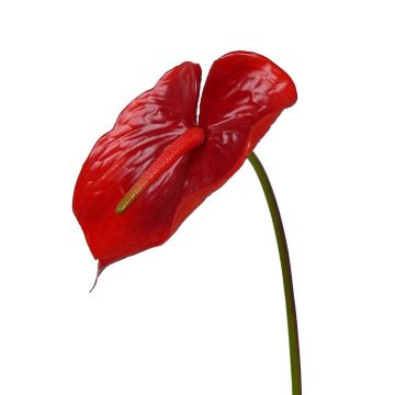 Textilní květina plameňák MOIRA, červená, 75cm, 13x20cm