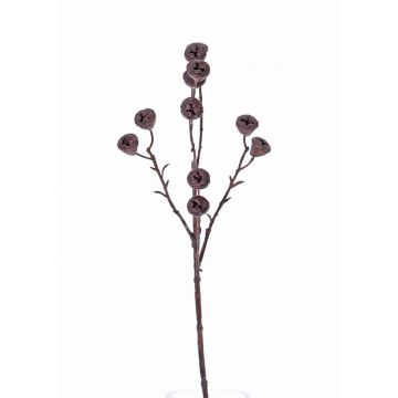 Umělá větev eukalyptu BASILIUS s plody, hnědá, 60cm