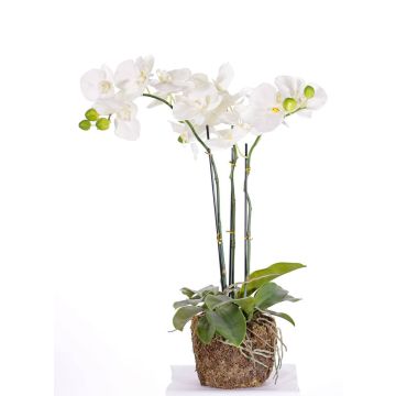 Umělá orchidej Phalaenopsis MARGIT v zemině, bílá, 65 cm