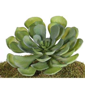 Umělá Aeonium BARBARA na tyči, zelená, 15cm, Ø25cm