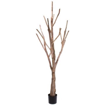 Umělý kmen stromu bez listů WILKO s větvemi, hnědý, 215 cm