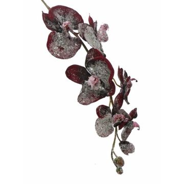 Umělá orchidej phalaenopsis NEILA, zasněžená, tmavě červená, 75cm