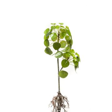 Umělá pilea KOONIG na zápichu, s kořeny, zelený, 50cm