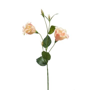 Umělá květina Lisianthus JENO, krémově růžová, 60cm, Ø6-8cm