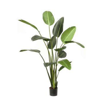 Umělá rostlina Strelitzia PAVLOVA, zelená, 190cm
