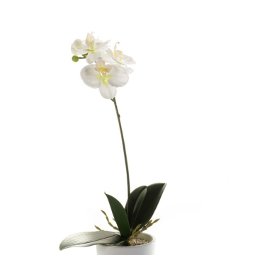 Art Phalaenopsis Orchid ISIS, tyčinka, bílá, 40 cm