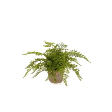 Umělá kapradina MELLEA v terakotovém květináči, zelená, 25cm