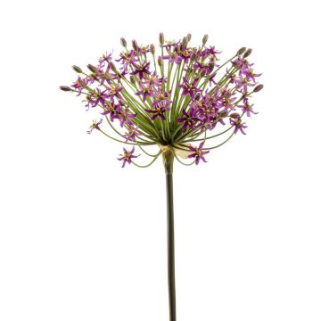 Umělé Allium BRAIS, fialové, 90cm, Ø20cm