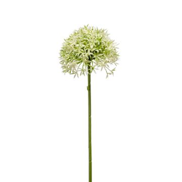 Umělé Allium ARNAU, krémově zelené, 60cm, Ø10cm