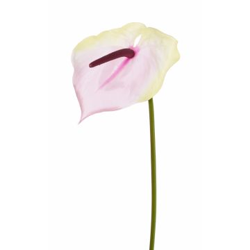 Textilní květina plameňák MOIRA, krémově růžová, 75cm, 13x20cm