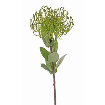 Umělá Protea BAILY, zelená, 50cm, Ø12cm