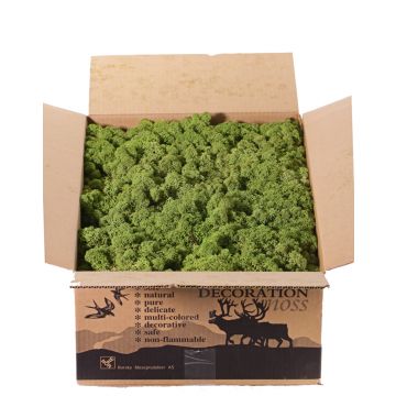 Pravý islandský mech SVEINBJÖRN, trávově zelený, 2,7 kg