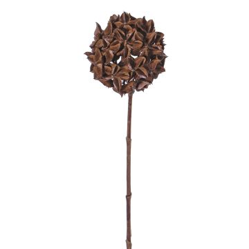 Sušená květinová badyánová ratolest CATBERT, hnědá, 70cm, Ø10cm