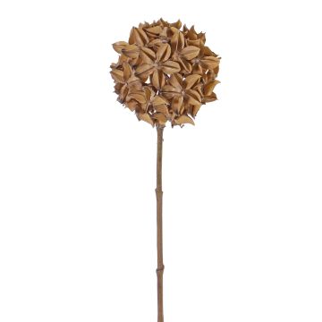 Sušená květinová badyánová ratolest CATBERT, světle hnědá, 70cm, Ø10cm