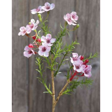 Umělecký voskový květ AISHA, růžový, 25cm