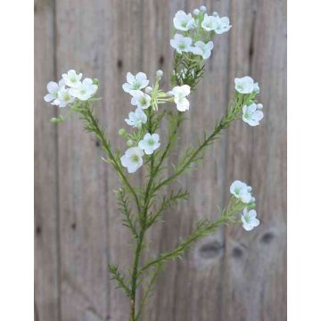 Květina z umělého vosku AISHA, krémově bílá, 65cm