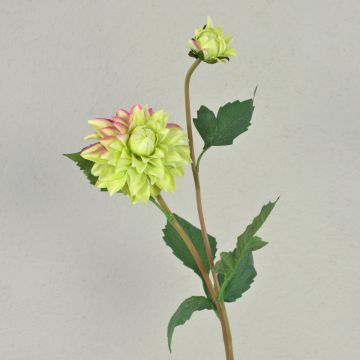 Textilní jiřinka PATRITZIA, zeleno-růžová, 55cm, Ø4-9cm