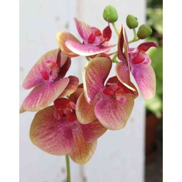 Umělá větvička orchideje phalaenopsis OPHELIA, růžovo-zelená, 40cm