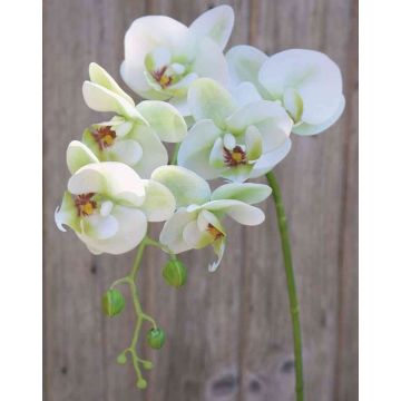 Umělá větvička orchideje Phalaenopsis OPHELIA, krémově zelená, 80cm