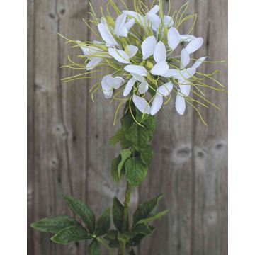 Umělý květ pavouka HILDEGARD, bílý, 85cm