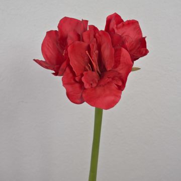 Dekorativní amarylis MARKUNO, červený, 60cm