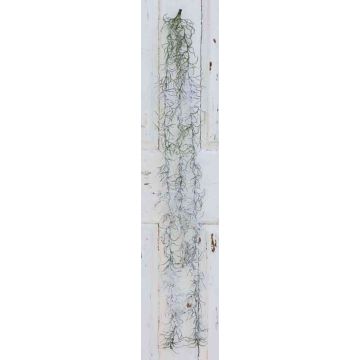 Tillandsia usneoides TINNA, zápich, zasněžená, zelenobílá, 100cm