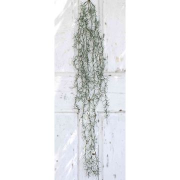 Art Tillandsia Usneoides DARLIN, tyčinka, zelená, 100 cm