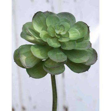 Plastová Echeveria gibbiflora ERNESTO, tyčinka, zelená, 20 cm