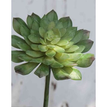 Plastová Echeveria gibbiflora FULVIAN, tyčinka, zelená, 15cm