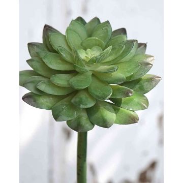 Plastová Echeveria gibbiflora FULVIAN, tyčinka, zelená, 20cm