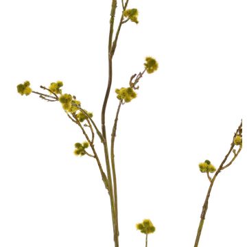 Umělá Stirlingia latifolia COLLAN, zelenožlutá, 85cm