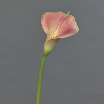Umělá calla MIRAC, růžovo-žlutá, 75cm, 13x15cm