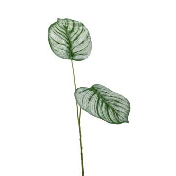 Umělá větvička calathea orbifolia TAMARIU, zeleno-bílá, 50cm