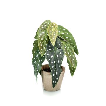 Umělý pstruh Begonia JOELLE, terakotový hrnec, zeleno-bílý, 30cm
