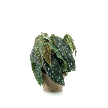 Umělý pstruh Begonia JOELLE, terakotový hrnec, huňatý, zeleno-bílý, 30cm