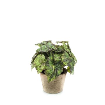 Umělá listová begonie MEIRA v terakotovém květináči, keřovitá, zeleno-černá, 25cm