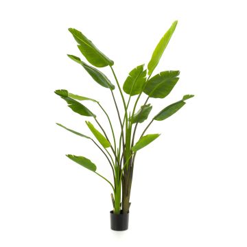 Umělá Strelitzia BEDAR, zelená, 180 cm