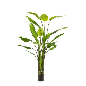 Umělá Strelitzia BEDAR, zelená, 235 cm