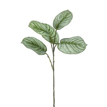 Umělá větvička calathea orbifolia ALNIYAT, zeleno-bílá, 75cm