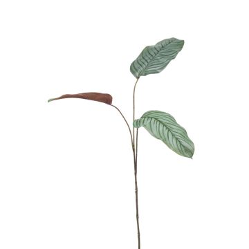 Umělá větev kalatea orbifolia SEGINUS, zeleno-bílá, 110cm