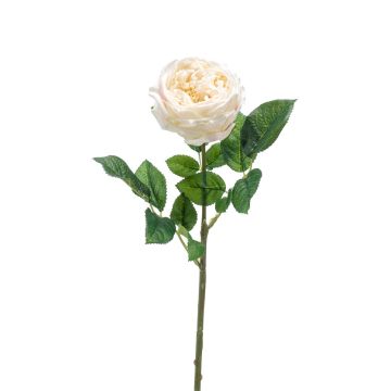 Textilní růže okrasného zelí CATINCA, krémová, 60cm