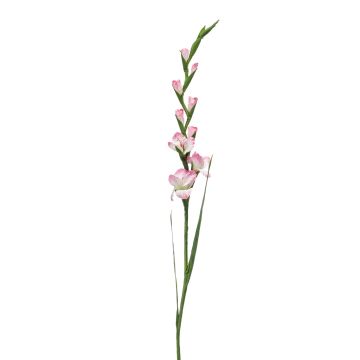 Umělá gladiola AJNUR, růžovo-bílá, 125cm