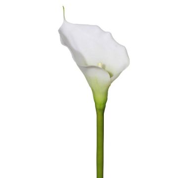 Plastová květina Calla GOLMA, bílá, 70cm