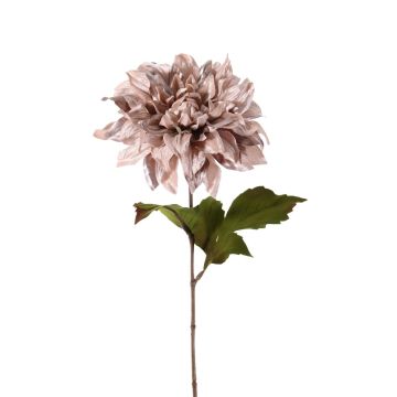 Sametová jiřinka MINBU, béžovo-růžová, 60cm, Ø18cm