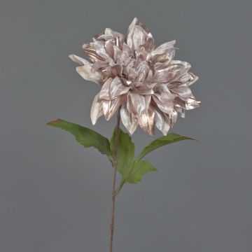 Sametová jiřinka MINBU, béžovo-růžová, 60cm, Ø18cm