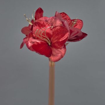 Sametový amarylis KIRSTY, červený, 70cm, Ø9cm