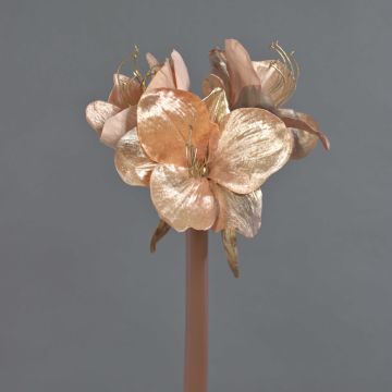 Sametový amarylis KIRSTY, lososový, 70cm, Ø9cm