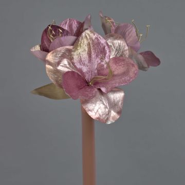 Sametový amarylis KIRSTY, starorůžová, 70cm, Ø9cm