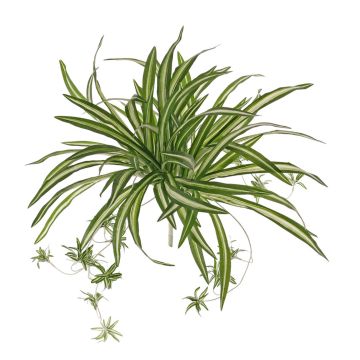 Umělá rostlina zelenec DEMIAN na zápichu, zelenobílá, 50 cm