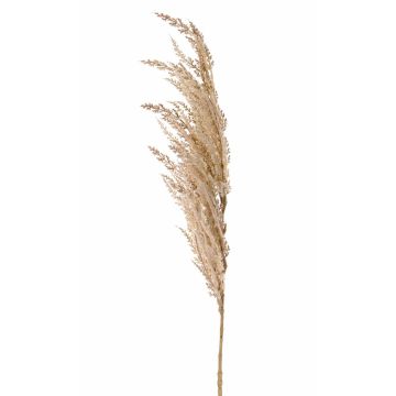 Umělá větvička pampové trávy ERATO, béžovo-krémová, 100cm